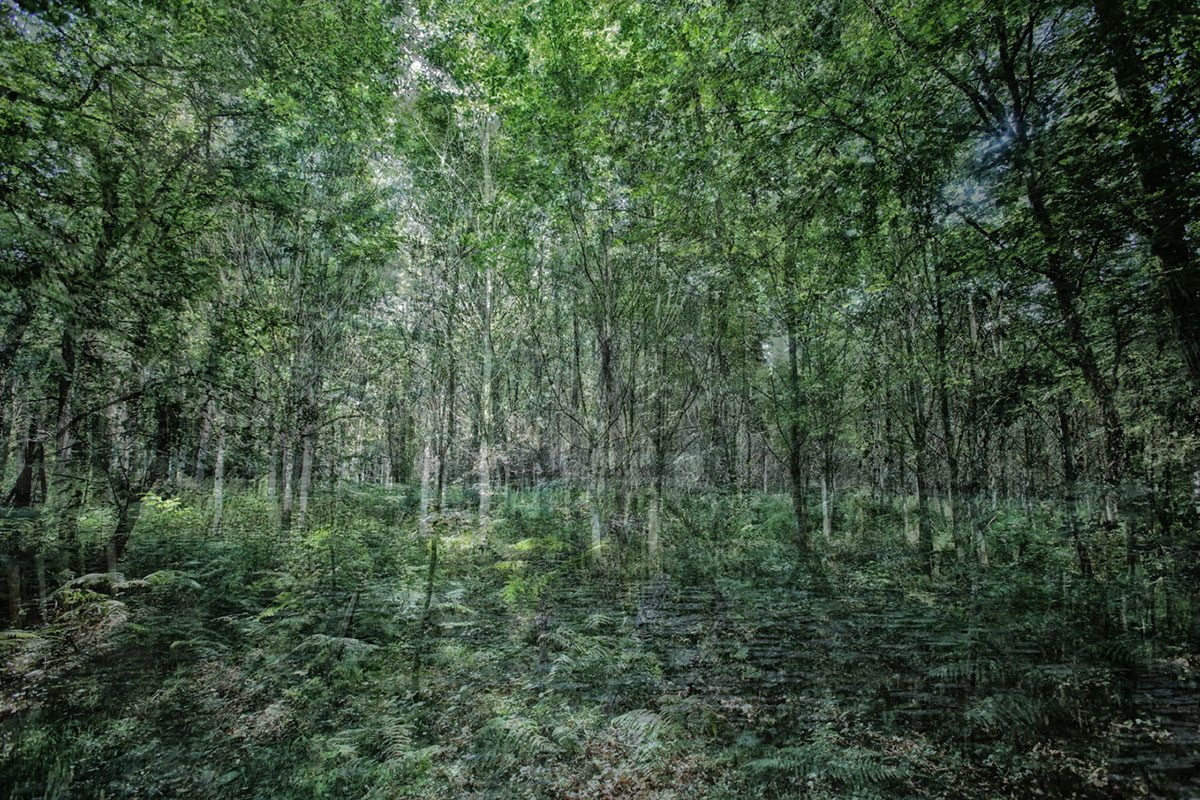 Forêt 003