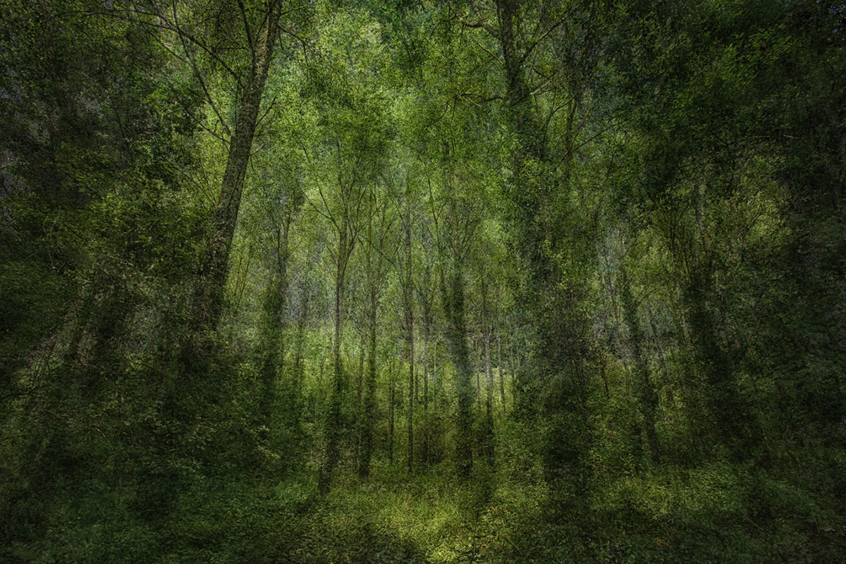 Forêt 016