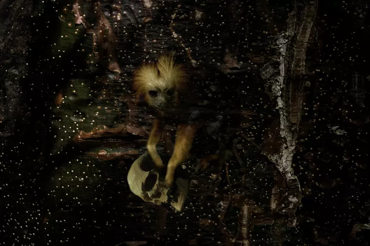 Un singe fouillant un crâne humain sur fond de voie lactée. Une vanité surréaliste.