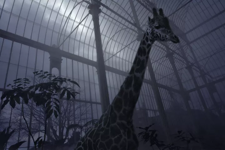 Une girafe évoluant dans  une serre de jardin botanique à l'ambiance bleutée.