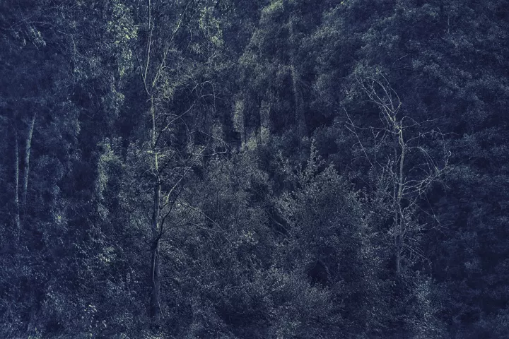 Au delà 004 Des tombes animistes en Indonésie, bercées et cachées par la forêt.