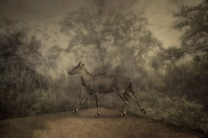 Bestiaire Imaginaire 037 Antilope Nilgai évoluant devant un décor de savane.