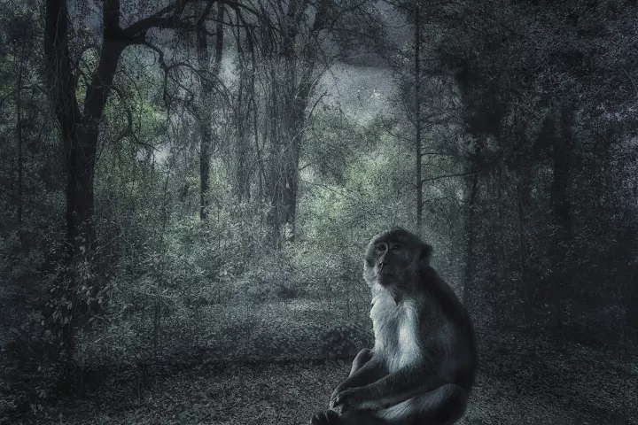 Bestiaire Imaginaire 050 Un macaque à longue queue pensif dans un décor de forêt tropicale.
