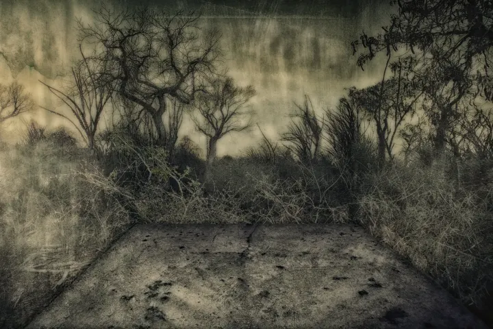 Paysage sombre de broussailles et d’arbres dénudés, vu depuis une dalle, sous un ciel aux textures voilées.