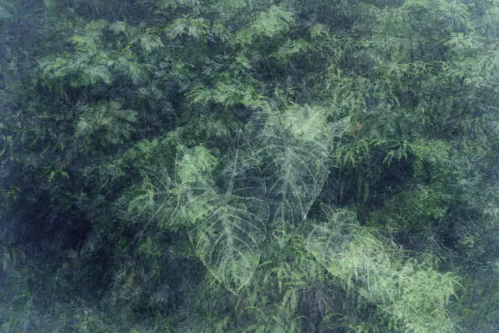Superpositions de fleurs dans une dominante verte pâle.