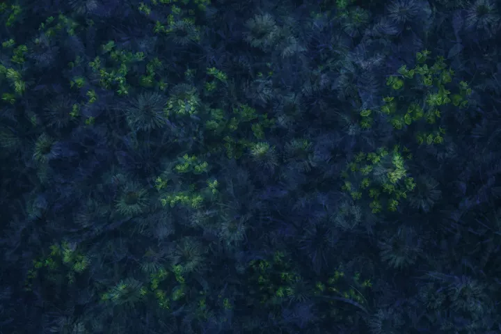 Superpositions de fleurs dans une dominante bleue et jaune.