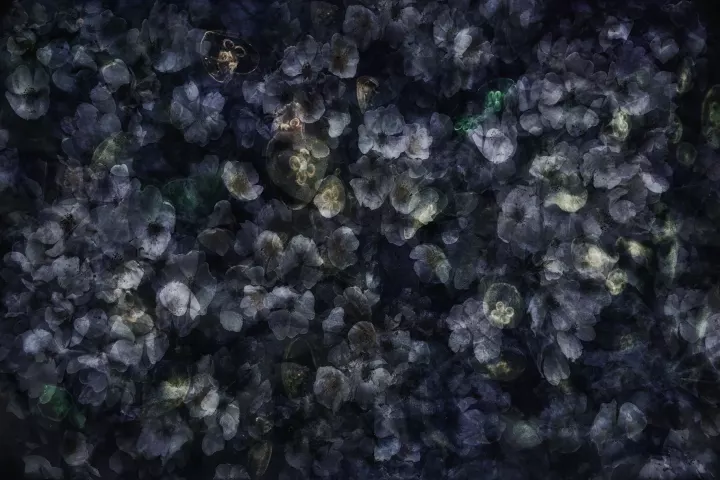 Superpositions de fleurs dans une dominante bleue et verte.