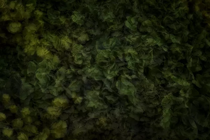 Superpositions de fleurs dans une dominante mordorée.