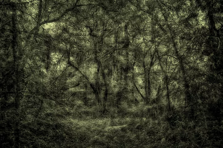 Images de forêts en surimpression dans les restes d'une grille sur une dominante de vert et mordoré.
