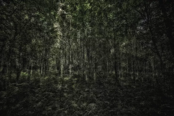 Images de forêts en surimpression sur une dominante de vert.
