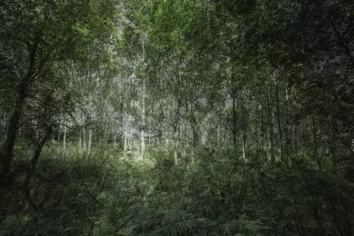 Images de forêts en surimpression sur une dominante de vert.