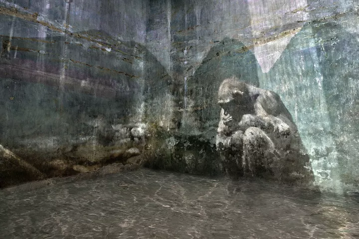Une pièce avec de l'eau. En transparence sur les murs, un singe songeur devant un paysage de montagne.