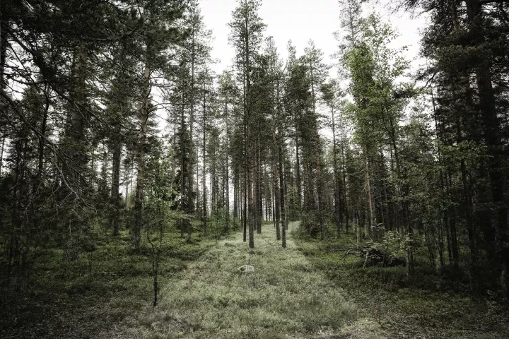 Un paysage de taïga traversé par une route végétal.