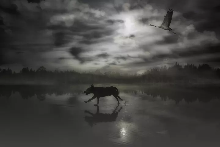 Dans un paysage en contrejour, face au soleil et au nuages; un chien et une grue cendrée font la course.