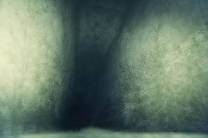 Un couloir menant dans un espace sombre avec les silhouettes des arbres sur ses murs verts.