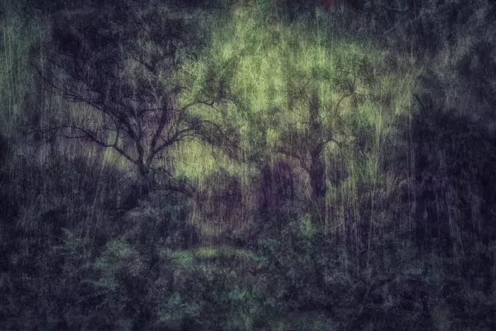 Marginaire 043 Le songe forêt dense dans une lumière mordorée.