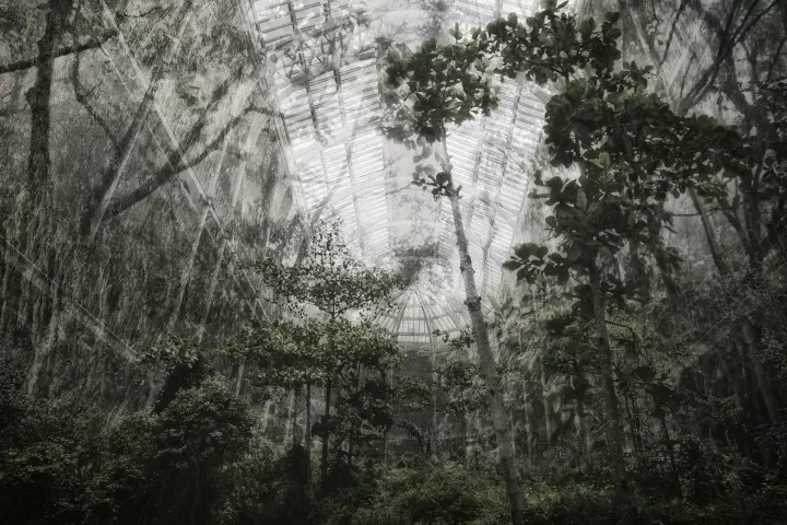 Marginaire 016 Le songe d'une forêt tropicale dans une serre grandiose.