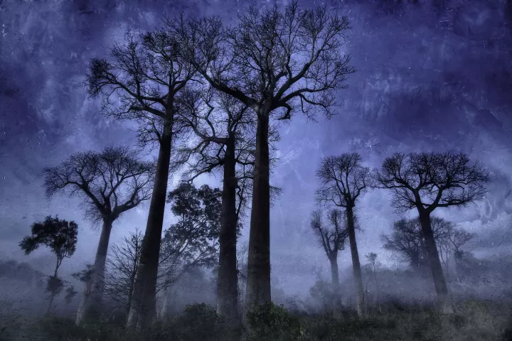 Origines 044 Le sa baobabs malgaches dans un paysage de brumes.