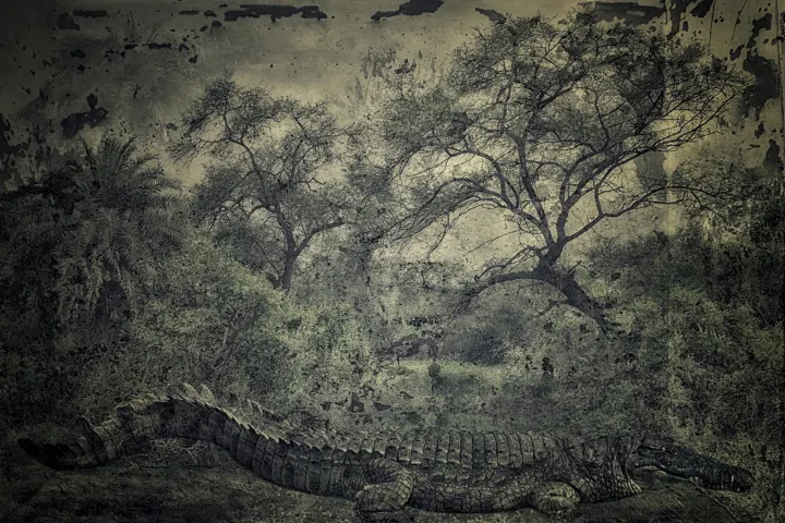 Un crocodile allongé se confond avec un paysage dense d’arbres et de feuillages aux tons sépia.