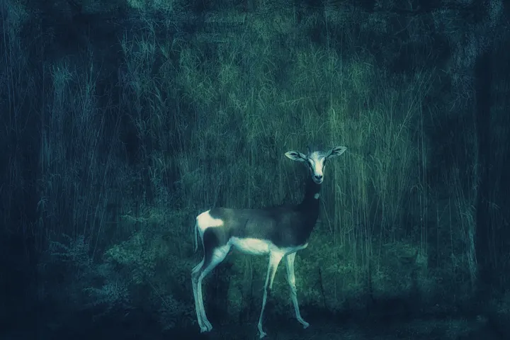 Une antilope noire et blanche se tient dans de hautes herbes baignées d’une lumière bleu-vert.