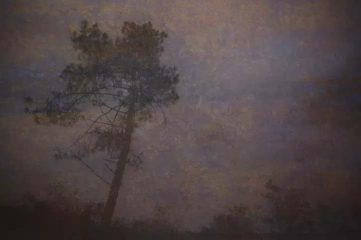 Paysage rougeoyant d'un arbre dans le vent et les nuages.