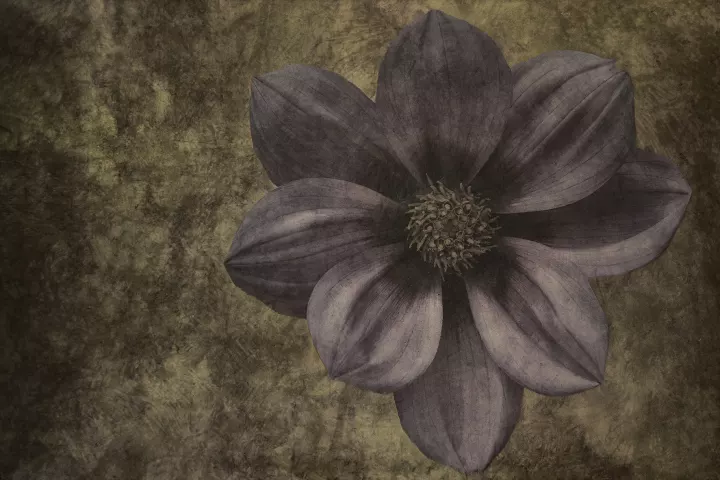 Une fleur rose en gros plan fondue dans la transparence végétale.
