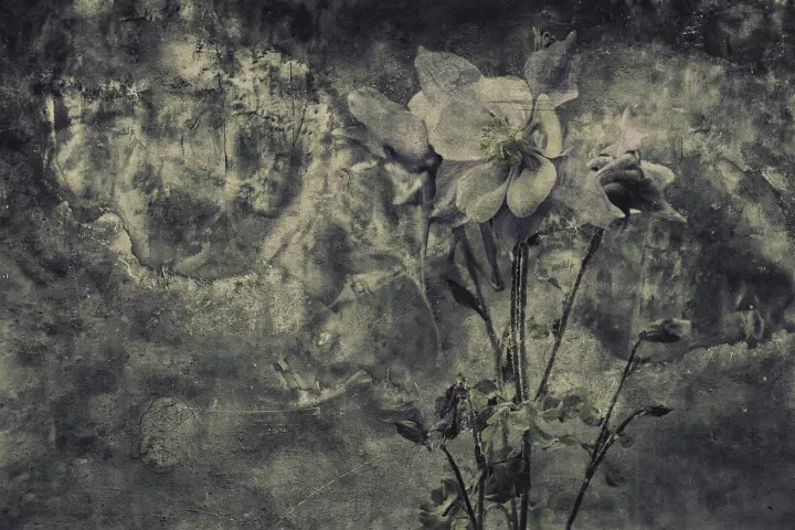 Une fleur saisie par un regard de béton.